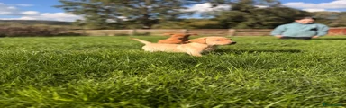 Labrador Girl 5 
