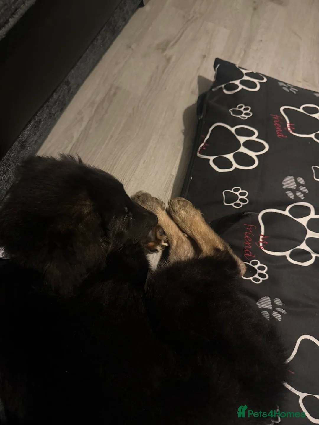 German Shepherd dogs for sale: His name is rocco  - Advert 1