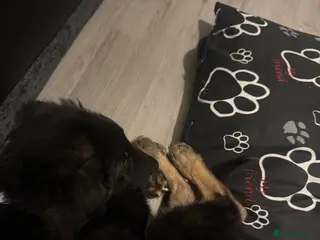 German Shepherd dogs His name is rocco - Advert 4