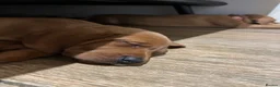Mixed Breed dogs for sale: Beautiful Vizlador puppies. (Fox Red Lab x Vizsla - Advert 9