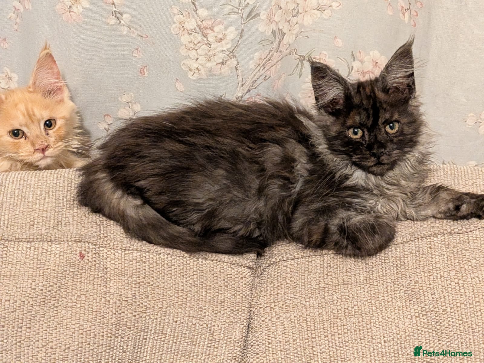 Maine Coon cats Pure maine coon kittens for sale - Advert 15