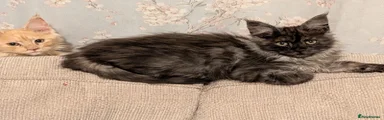 Maine Coon 3