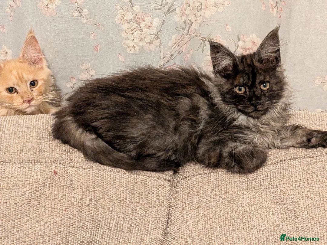 Maine Coon cats for sale: Pure maine coon kittens for sale - Advert 1