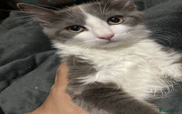 British Longhair cats for sale: british long hair  - Image 7
