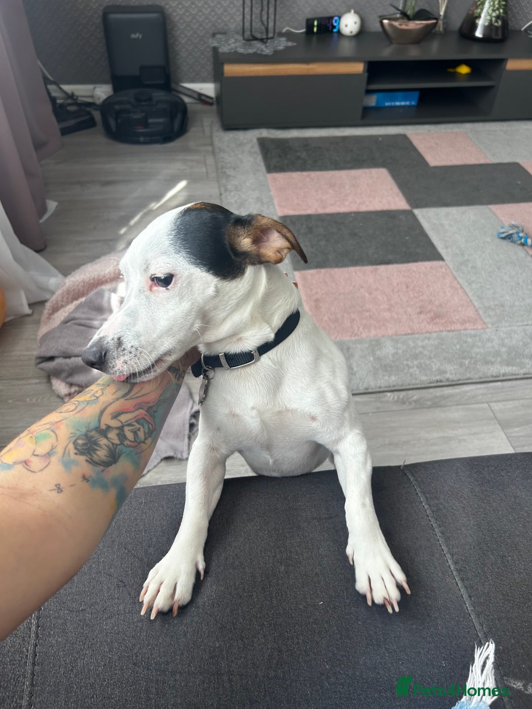 Jack Russell dogs for stud: JackRussell – 1 Year Old, Proven & Healthy in Maidstone - Image 5