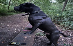 Shar Pei dogs for stud: Cane corso x shar pei - Image 2