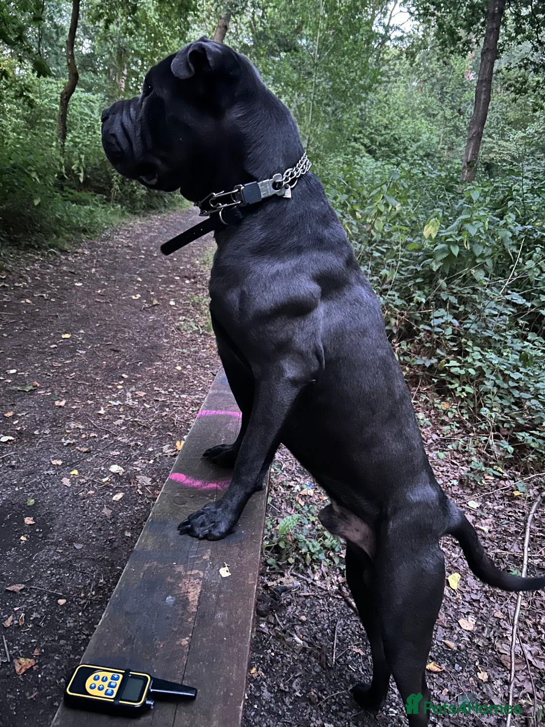 Shar Pei dogs for stud: Cane corso x shar pei - Image 2