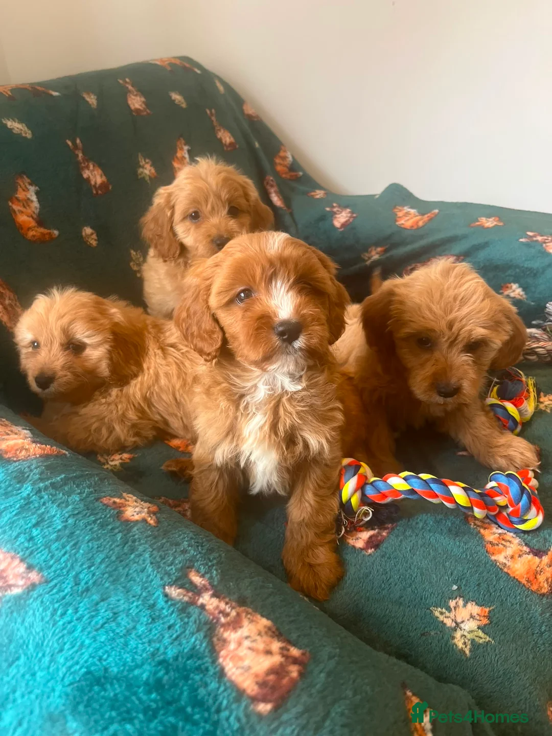 Cavapoo dogs for sale: f1 Cavapoo puppy’s  - Advert 6