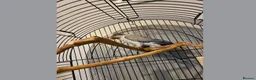 Parrots birds for sale: X2 Quaker parrots paired  - Advert 7