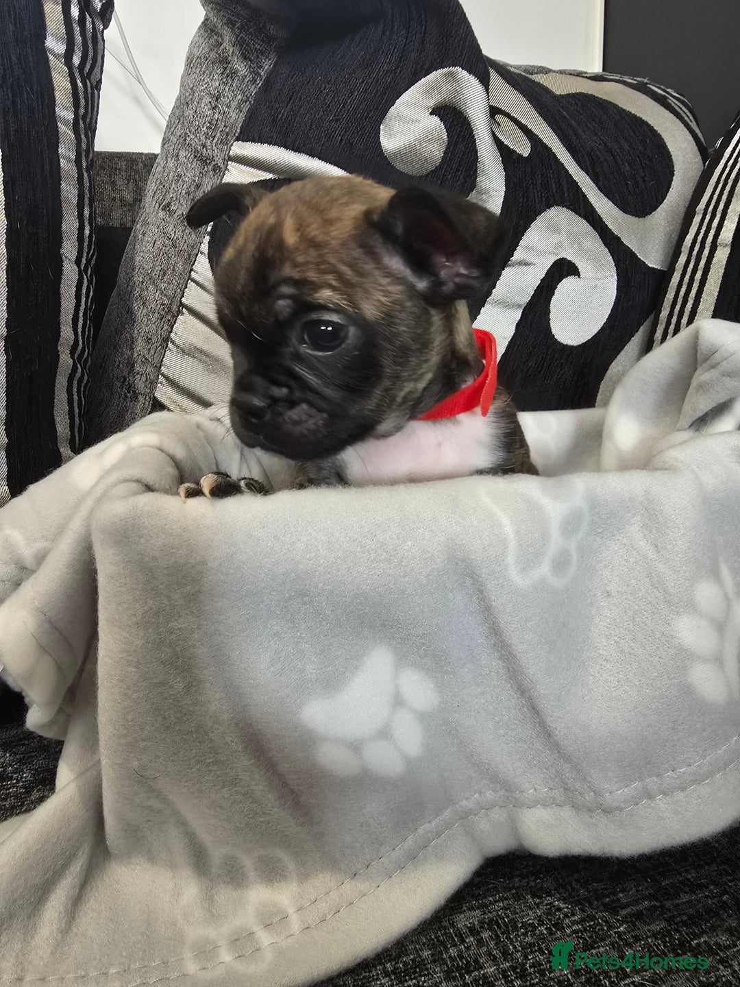 Mixed Breed dogs for sale: Puppy chugs 4 boys  - Image 27