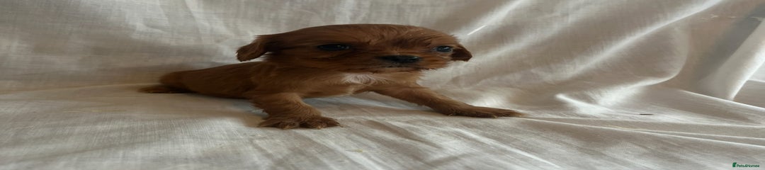 Cavalier King Charles Spaniel Puppy 5