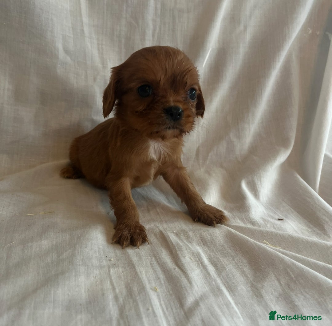 Cavalier King Charles Spaniel dogs for sale: 🐶 KC, RUBY RED cavalier King Charles  - Image 17