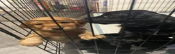 Cocker Spaniel dogs for sale: Working cocker spaniel puppies - Advert 10