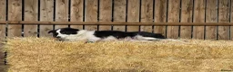 Border Collie dogs for sale: Very Cute Fluffy Border Collie Pups - Advert 15