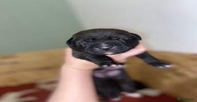 Mixed Breed dogs - Advert 10