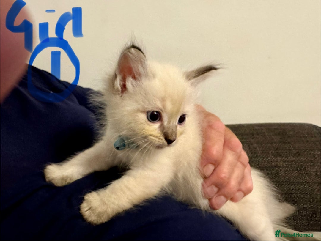 Ragdoll cats for sale: Beautiful Rag doll kittens for sale  - Image 14