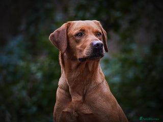 Labrador Retriever dogs BEAUTIFUL KC REG YELLOW LABRADOR PUPPIES - Advert 5