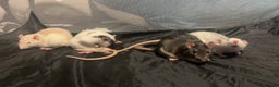Rat rodents for sale: 4 female rats - Advert 1