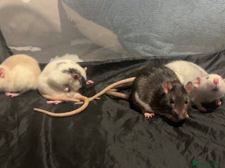 Rat rodents 4 female rats - Advert 5