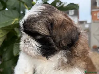 Shih Tzu dogs 5 purebred adorable fluffy shihtzu’s ready to view - Advert 1