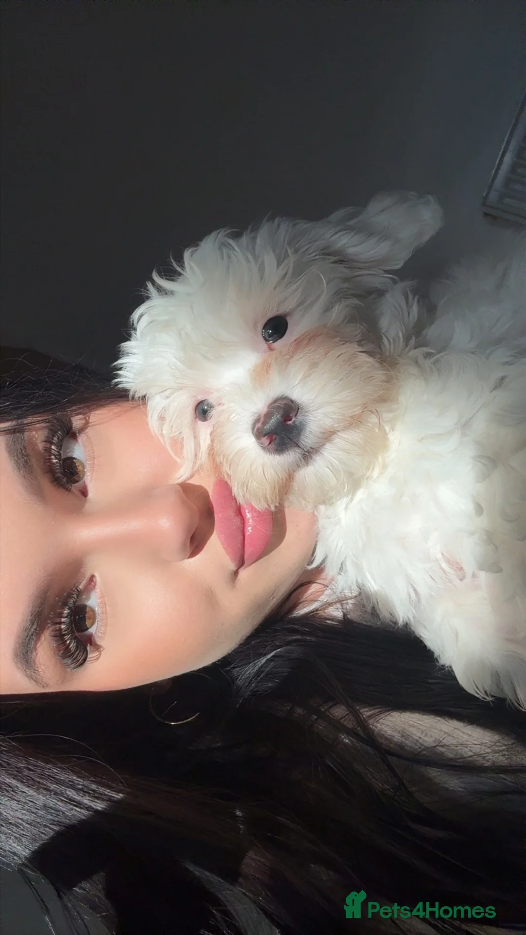 Bichon Frise dogs for sale: Beautiful bichon puppies  - Advert 2