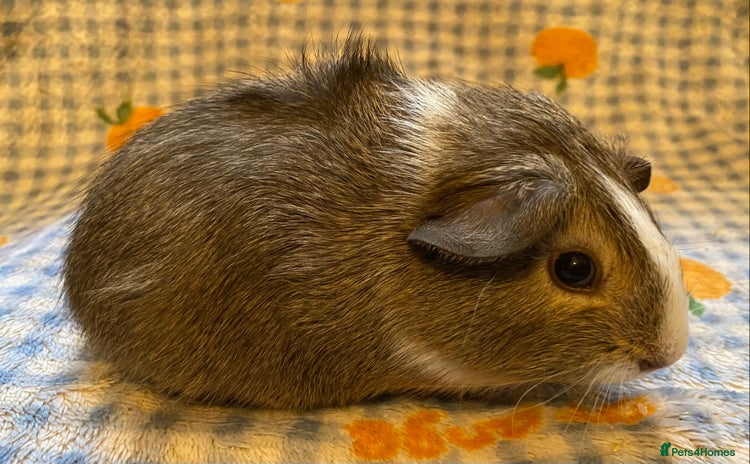 Guinea Pig rodents Gorgeous baby Guinea pigs - Advert 5