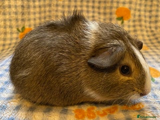 Guinea Pig rodents Gorgeous baby Guinea pigs - Advert 5