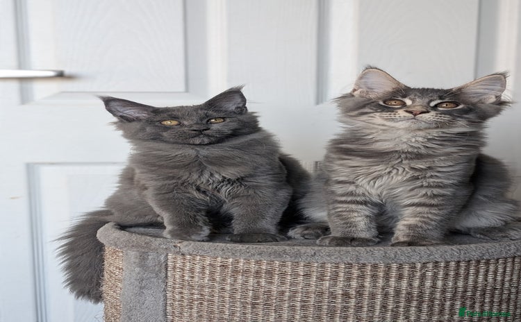 Maine Coon cats - Advert 14