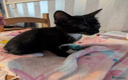 Siamese cats for sale: Siamese x breed  - Image 11
