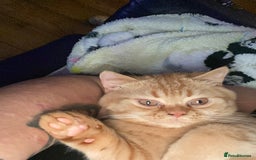 British Shorthair cats for sale: Re homing this Beautiful Boy - Image 9