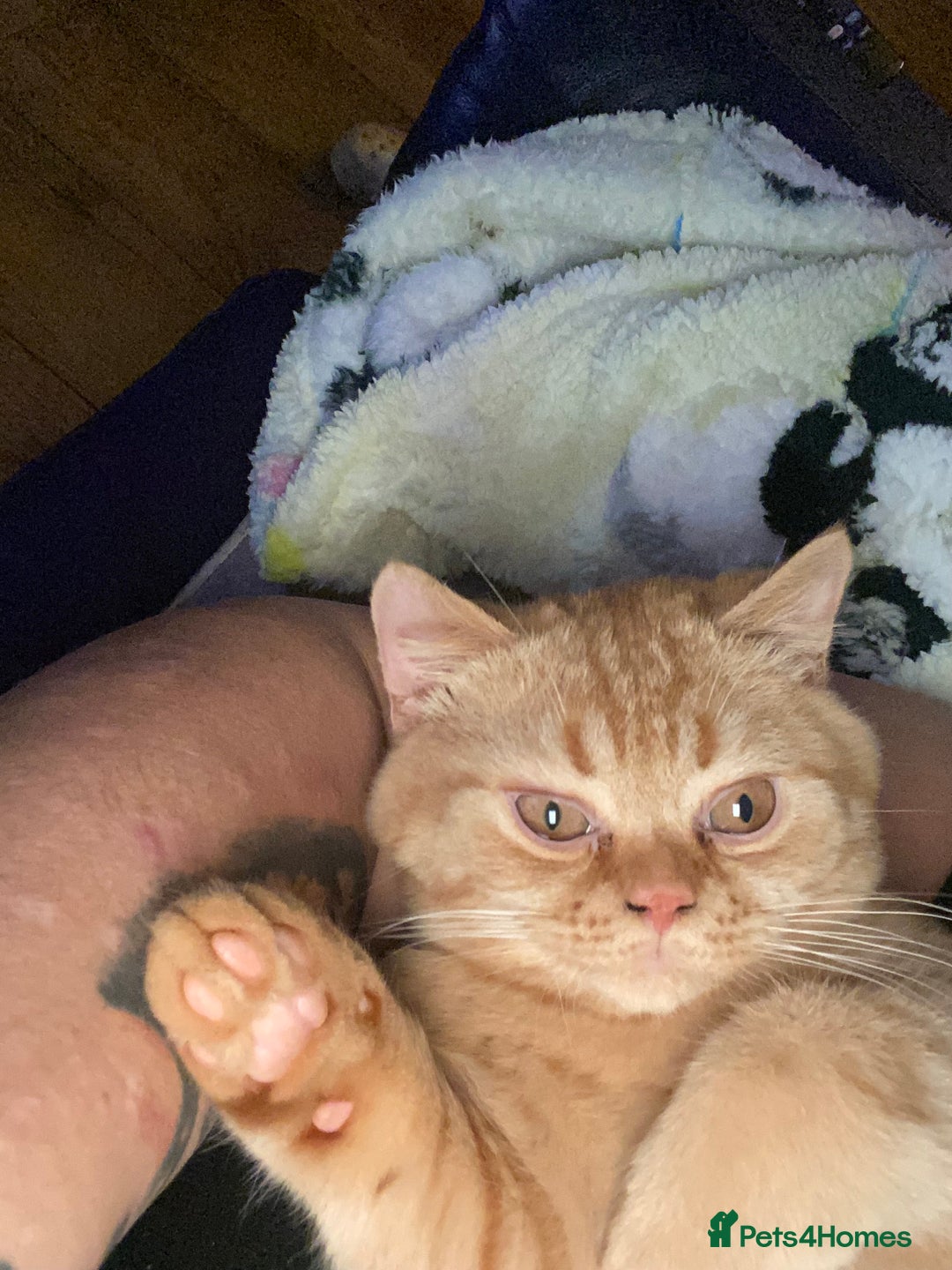 British Shorthair cats for sale: Re homing this Beautiful Boy - Image 9