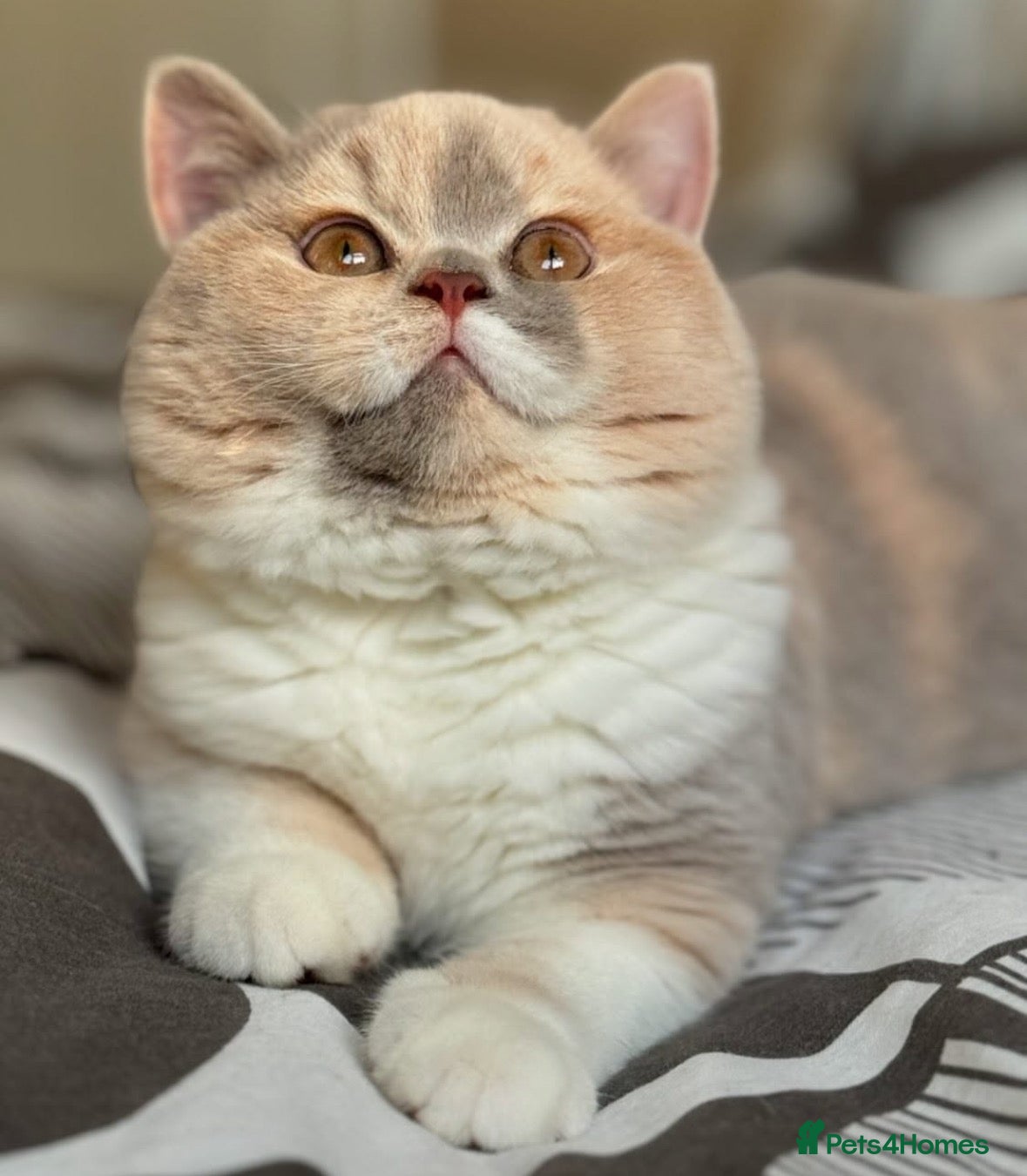 British Shorthair cats TICA reg lilac bi colours ready from 10 December  - Advert 5