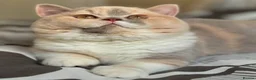 British Shorthair cats for sale: TICA reg lilac bi colours ready from 10 December  - Advert 1