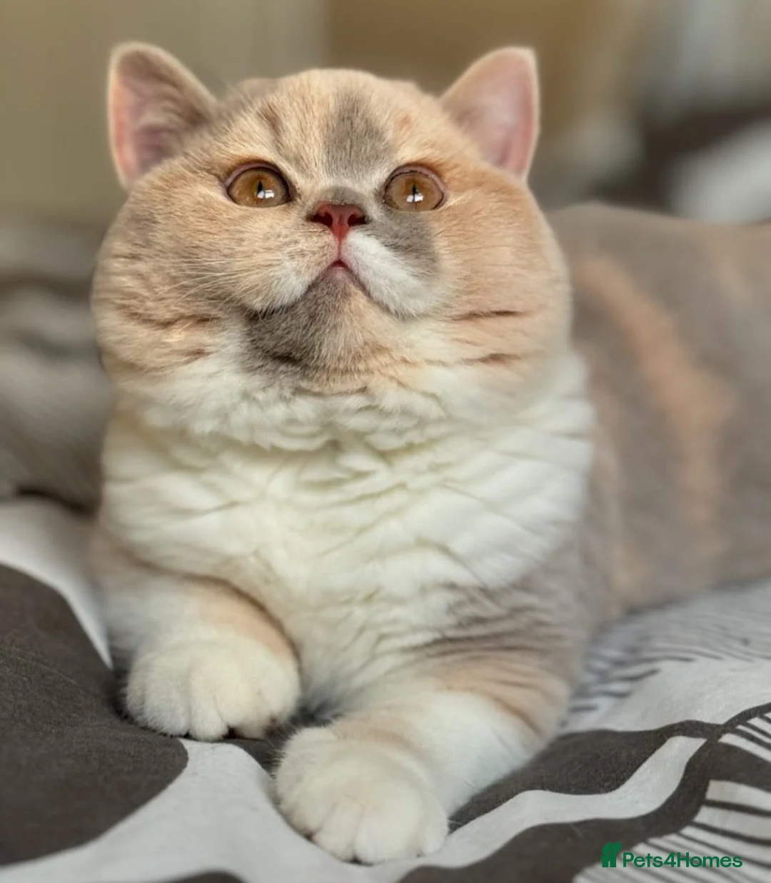 British Shorthair cats for sale: TICA reg lilac bi colours ready from 10 December  - Advert 1