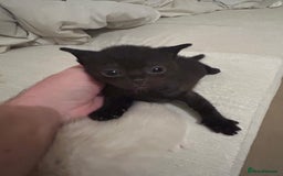 British Shorthair cats for sale: BSH mixed Russian Blue - Image 26