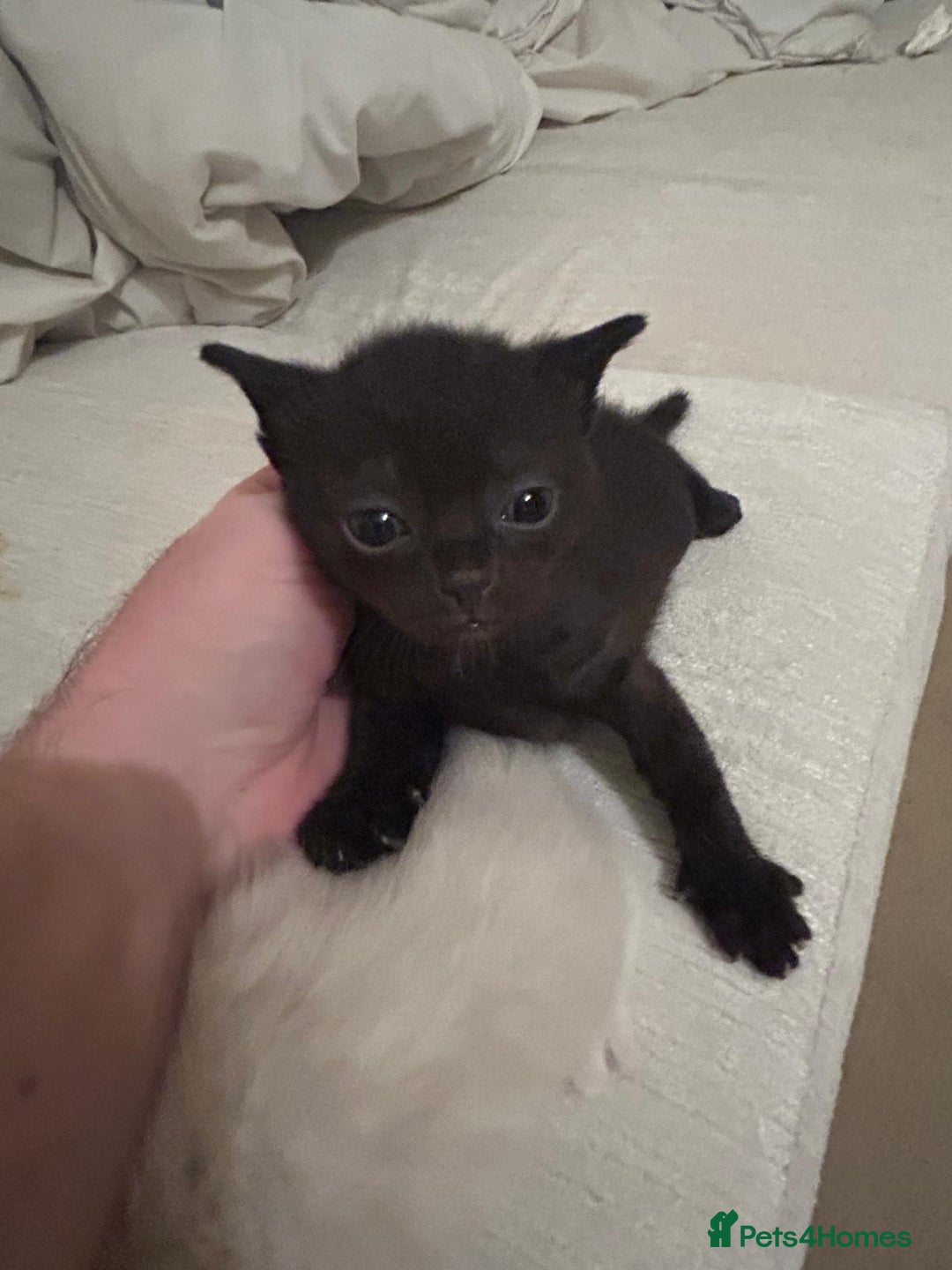 British Shorthair cats for sale: BSH mixed Russian Blue - Image 26