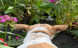 Mixed Breed dogs for adoption: 💖🐶 JULIET 🐶💖 - Image 6