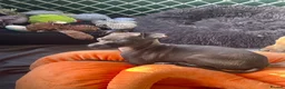 Italian Greyhound dogs for sale: 🐾✨Gorgeous KC Italian greyhound licensed breeder  - Advert 20