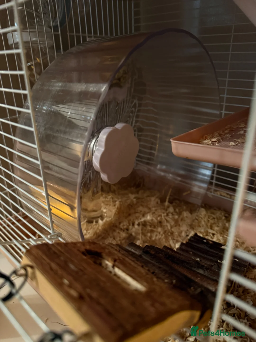 Hamster rodents for sale: Syrian Hamster/Cage x2 / Accessories  in Newton Aycliffe - Advert 7