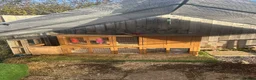 Mini Lop rabbits for sale: 2 x Mini Lops 4 months old  in Weymouth - Advert 9
