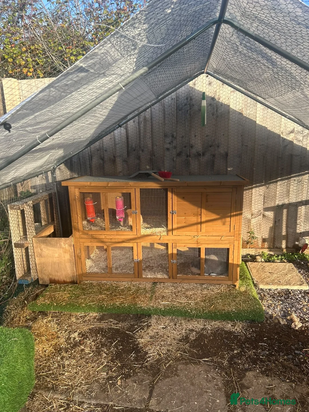 Mini Lop rabbits for sale: 2 x Mini Lops 4 months old  in Weymouth - Advert 9