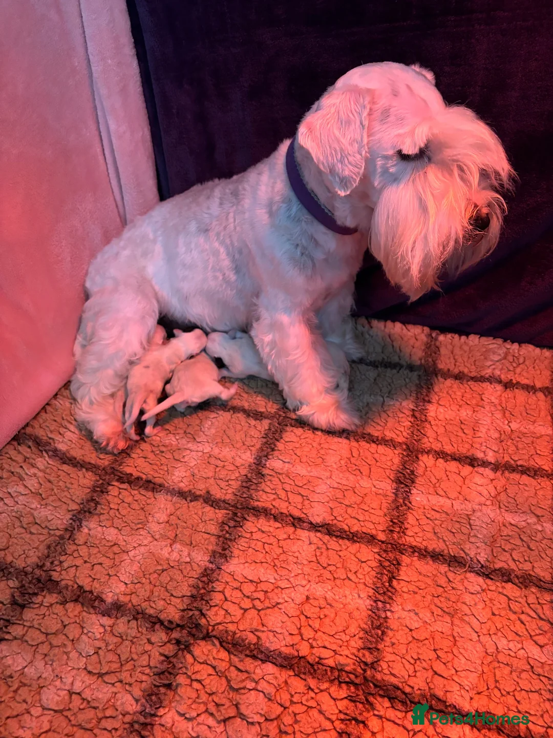 Sealyham Terrier dogs for sale: Sealyham Terrier Puppies  - Advert 1