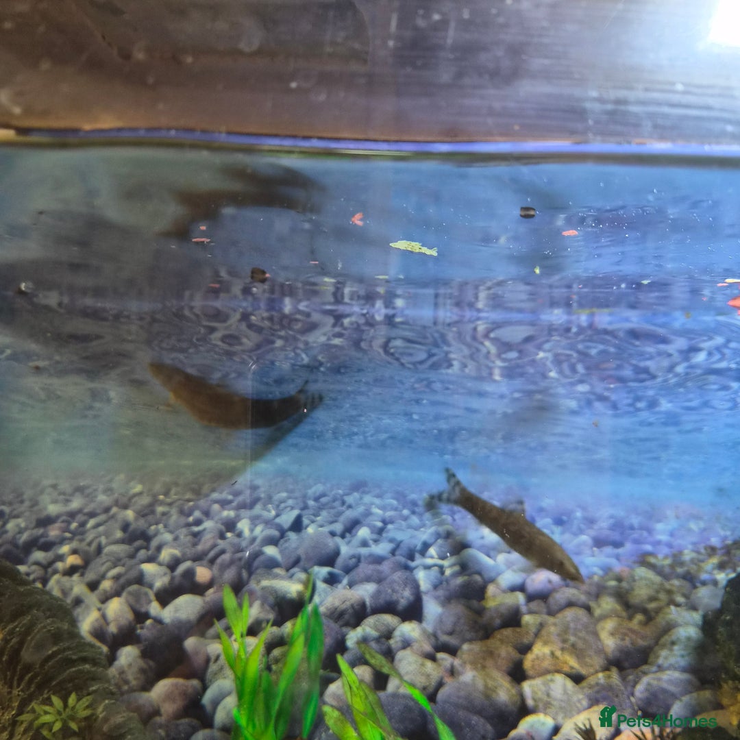 Loaches fish for sale: Tropical aquarium plus fish, Shrimp and snails - Advert 9