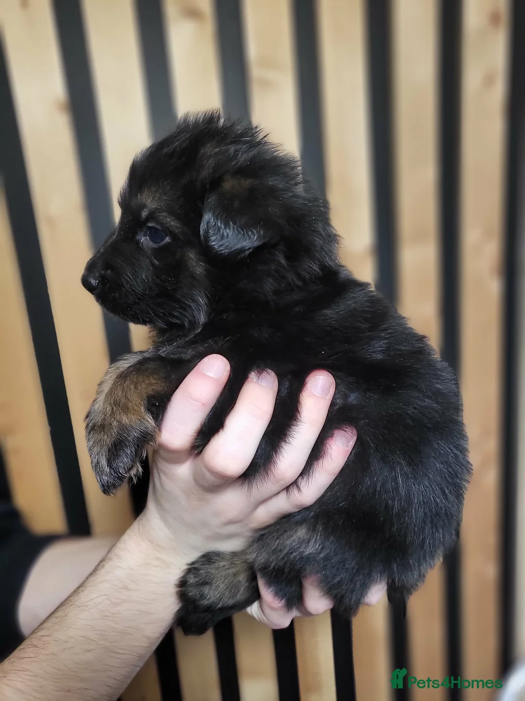 German Shepherd dogs for sale: German Shepherd/Alsatian puppies - Advert 25