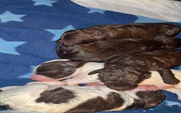 Sproodle dogs for sale:  Gorgeous F2 Sproodle Puppies – Family Raised  - Image 8
