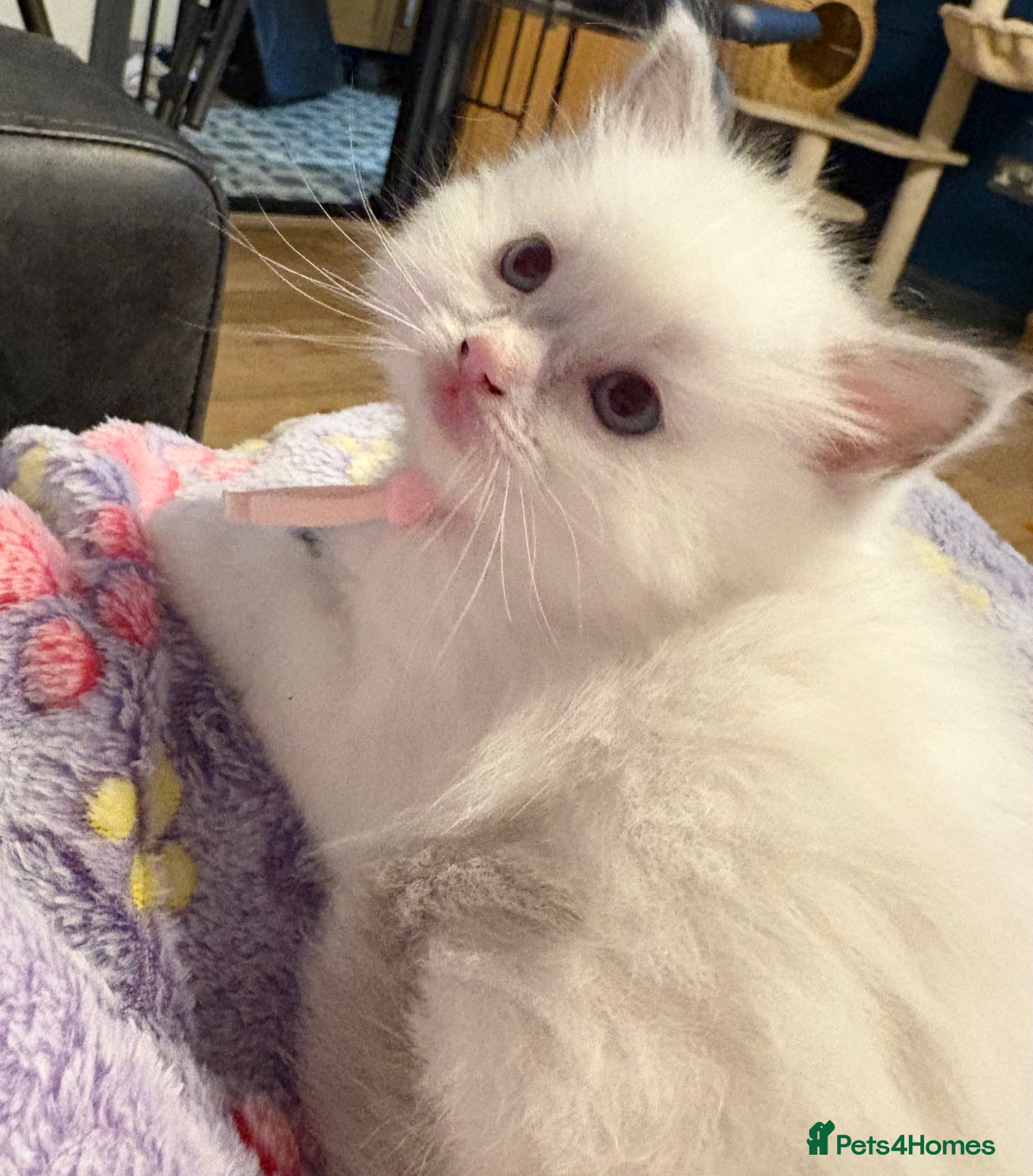 Ragdoll cats Pure Ragdoll Kittens - Advert 2