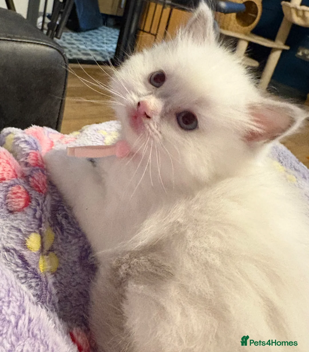 Ragdoll cats for sale: Pure Ragdoll Kittens - Advert 2