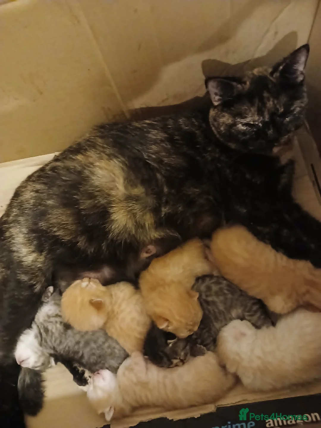 Mixed Breed cats for sale: Only one ginger kitten boy is available. - Advert 8