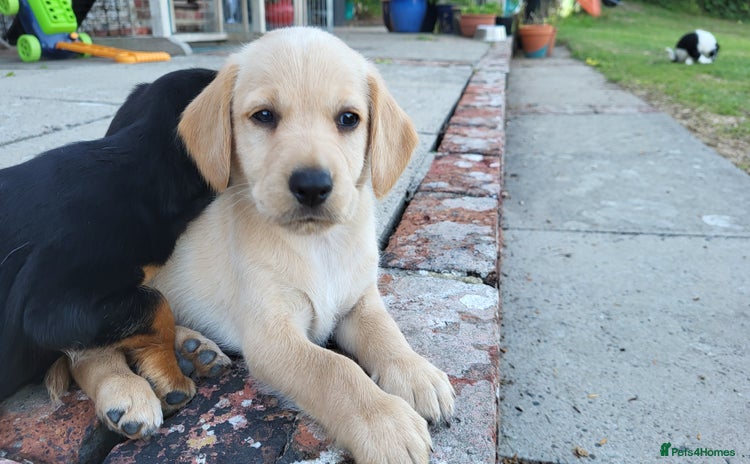 Mixed Breed dogs - Advert 2