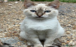 Bengal cats for sale: Snow Bengal lynx - Image 3